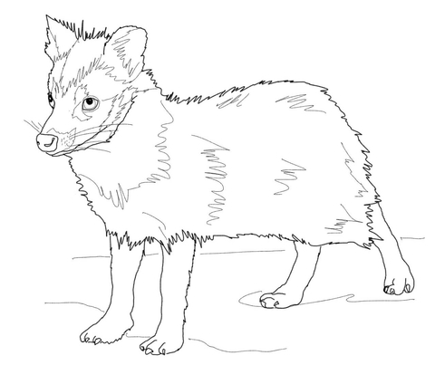 Young Racoon Dog Coloring Page